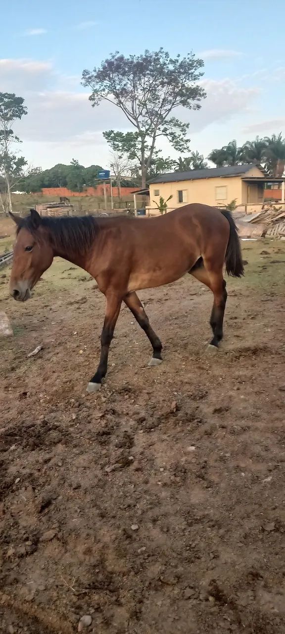 Cavalos - Foto 2