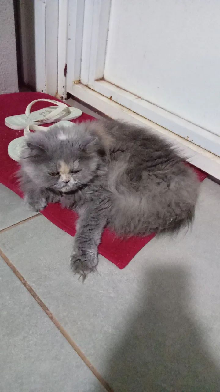 Gata persa pura de ótima linhagem - Foto 3