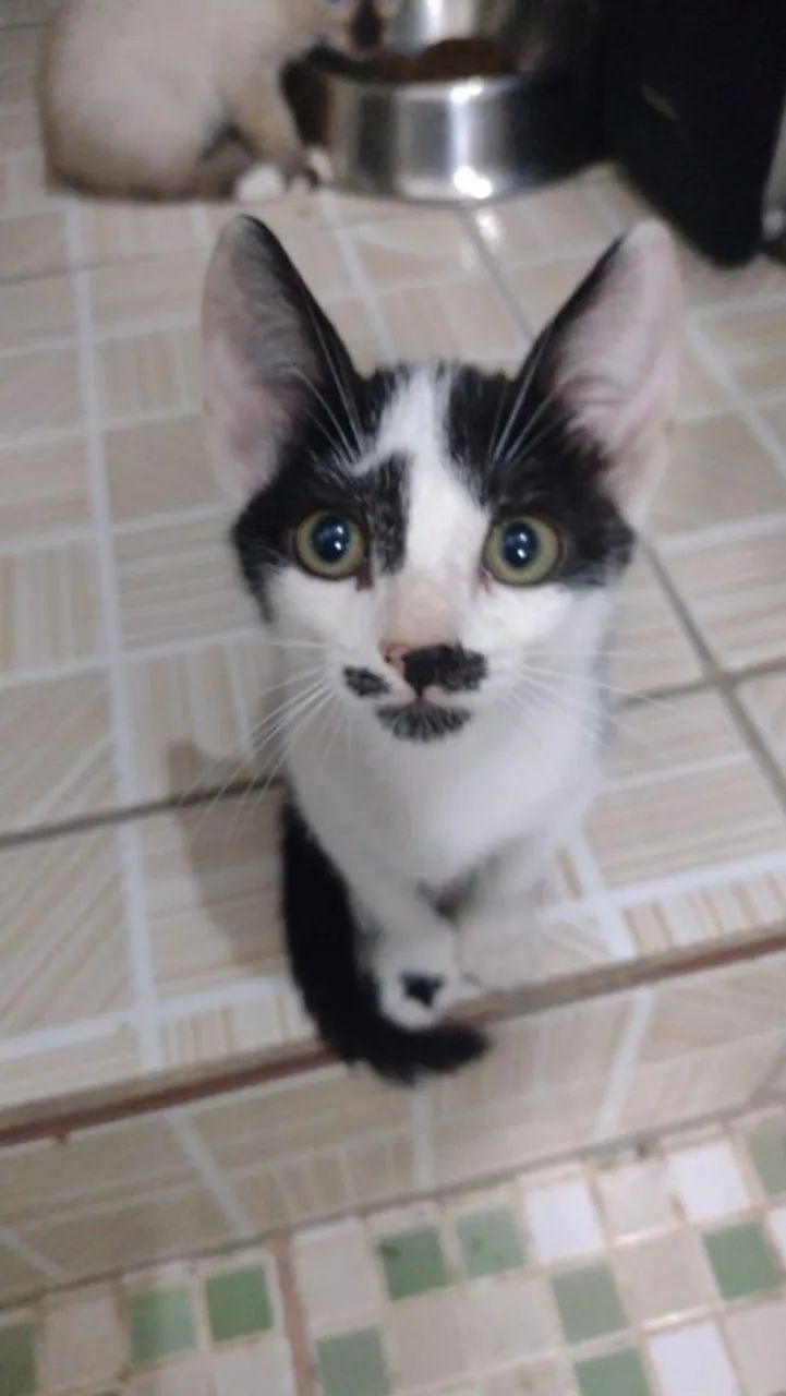 Gatos pra Doar - Foto 4