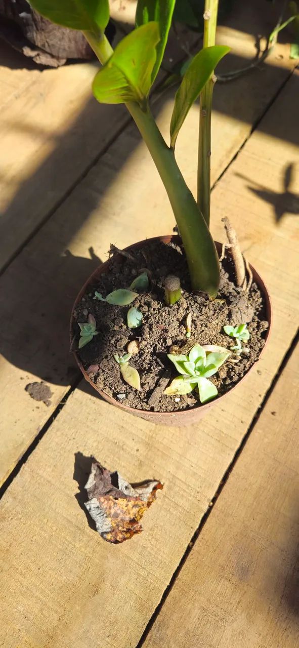 Zamioculca - Foto 2
