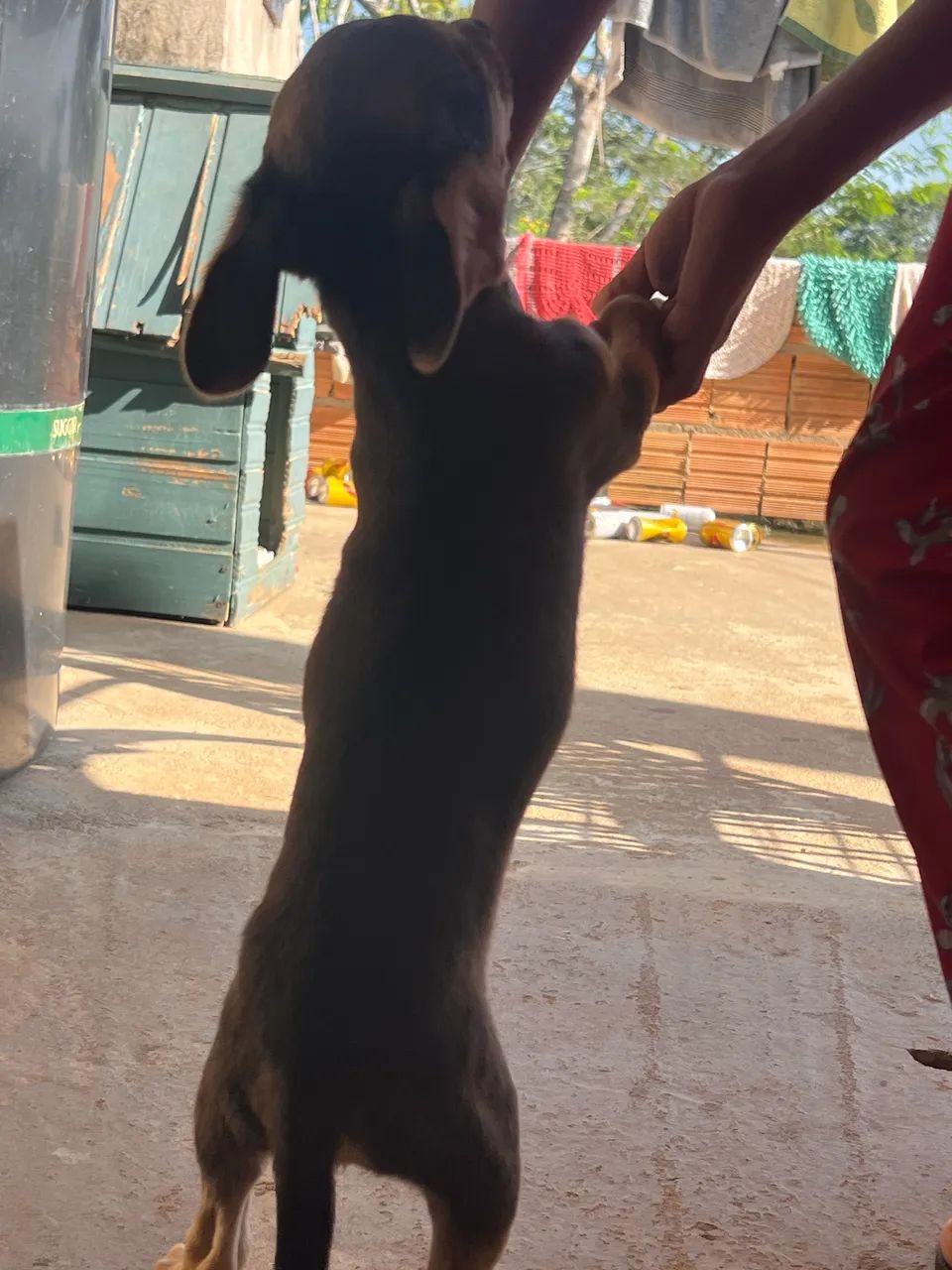 Pinscher N1 2meses - Foto 4