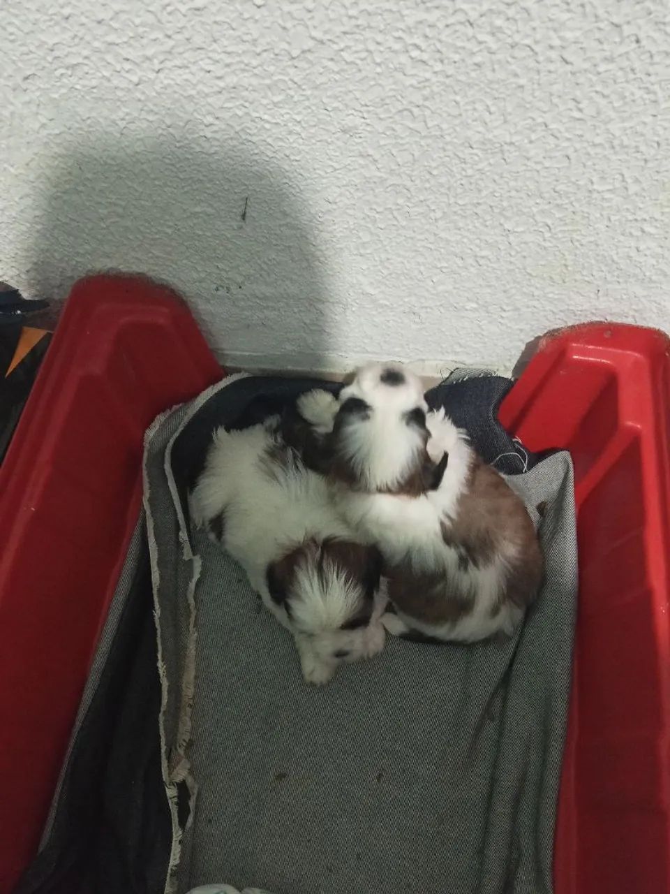 Cachorro ?