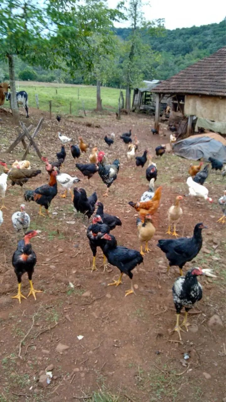 Frangos e galinhas Caipira