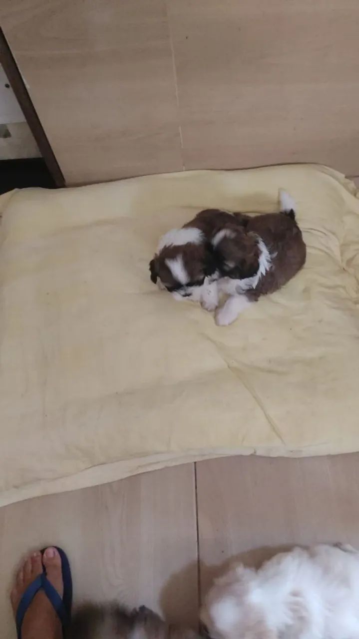 Cachorro lhapso  - Foto 2