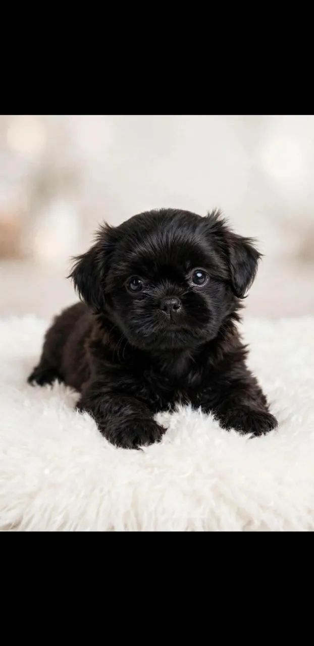 Vendo filhote de shihtzu  - Foto 2