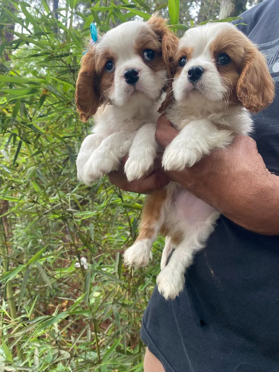 Cavalier filhotes com pedigree  - Foto 2