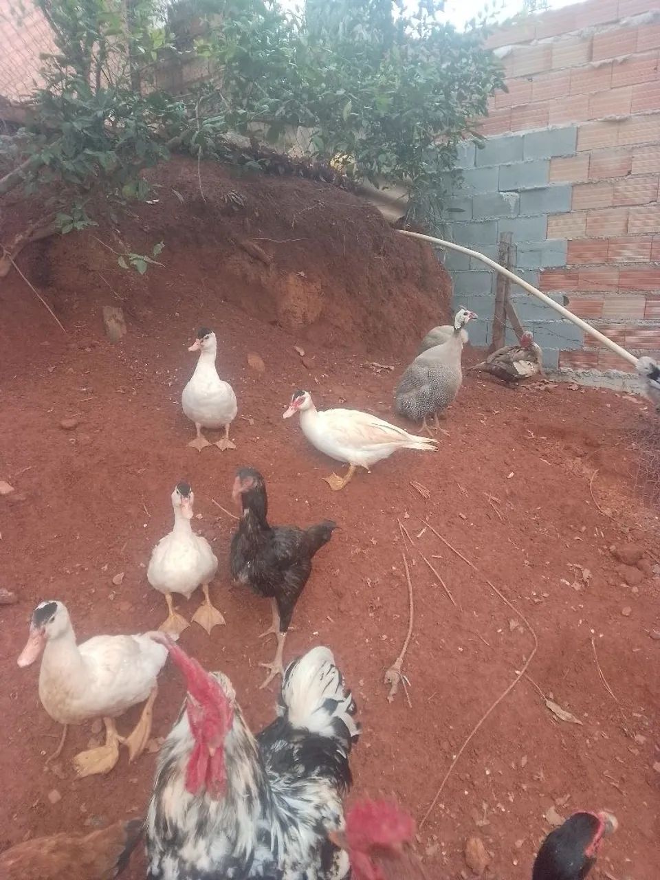 Patos, galinhas , e angolas  - Foto 4