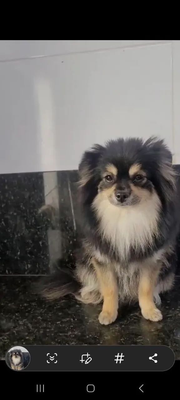 Spitz alemão Anão  - Foto 2