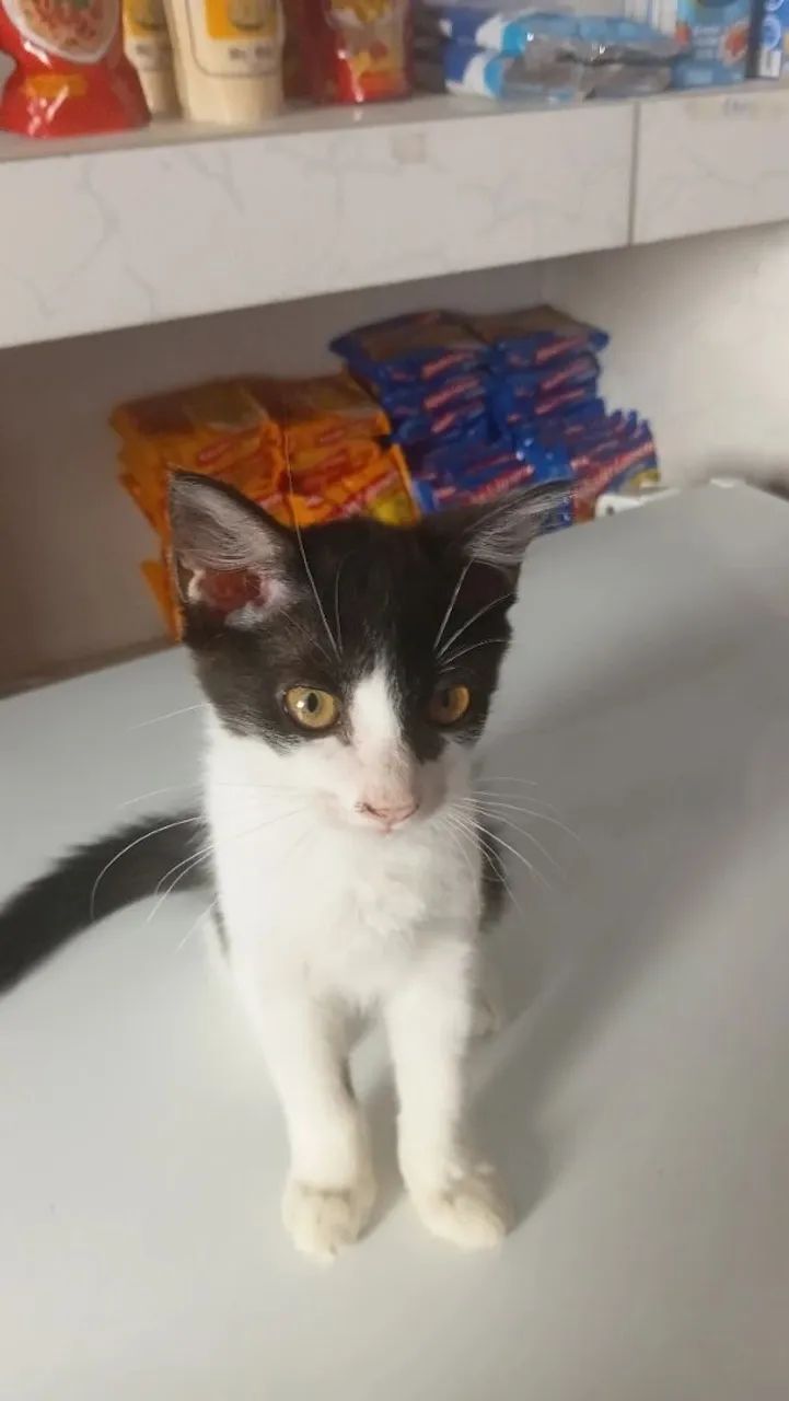 Gatos para doar - Foto 2