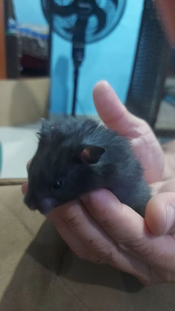 Hamster Sírio  - Foto 2