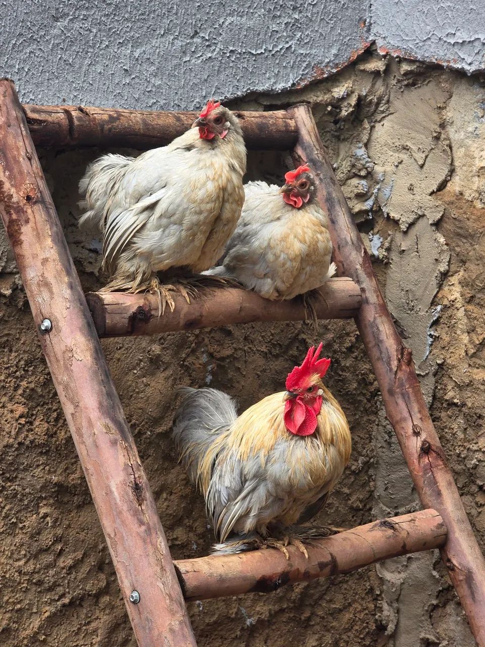 Galinhas Mini Cochin Lavanda