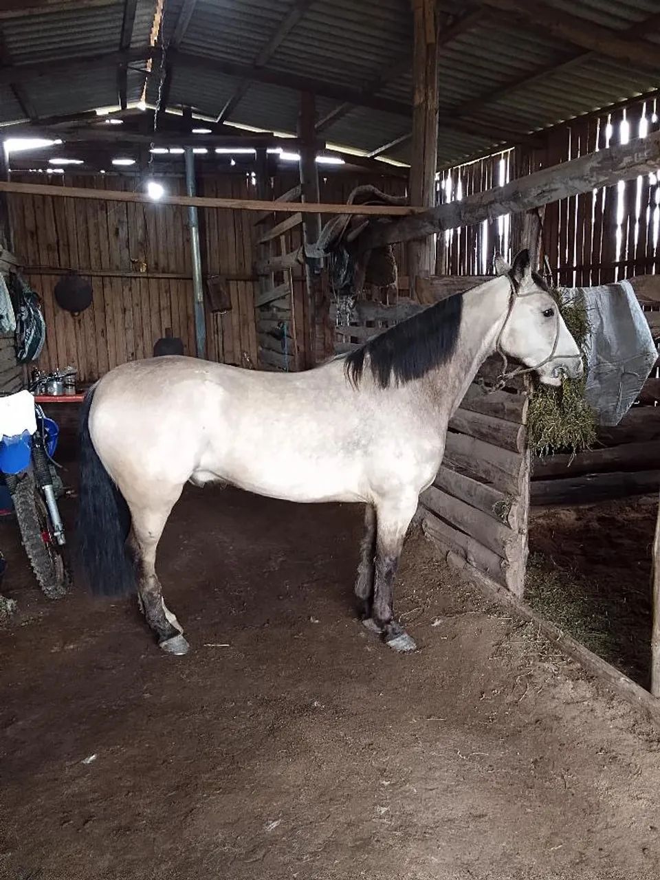 Cavalo Baio com documento  - Foto 3