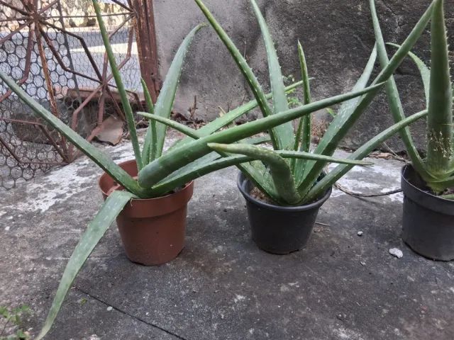 Babosa - Foto 3