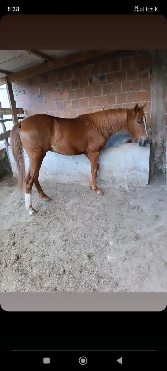 Cavalos  - Foto 3