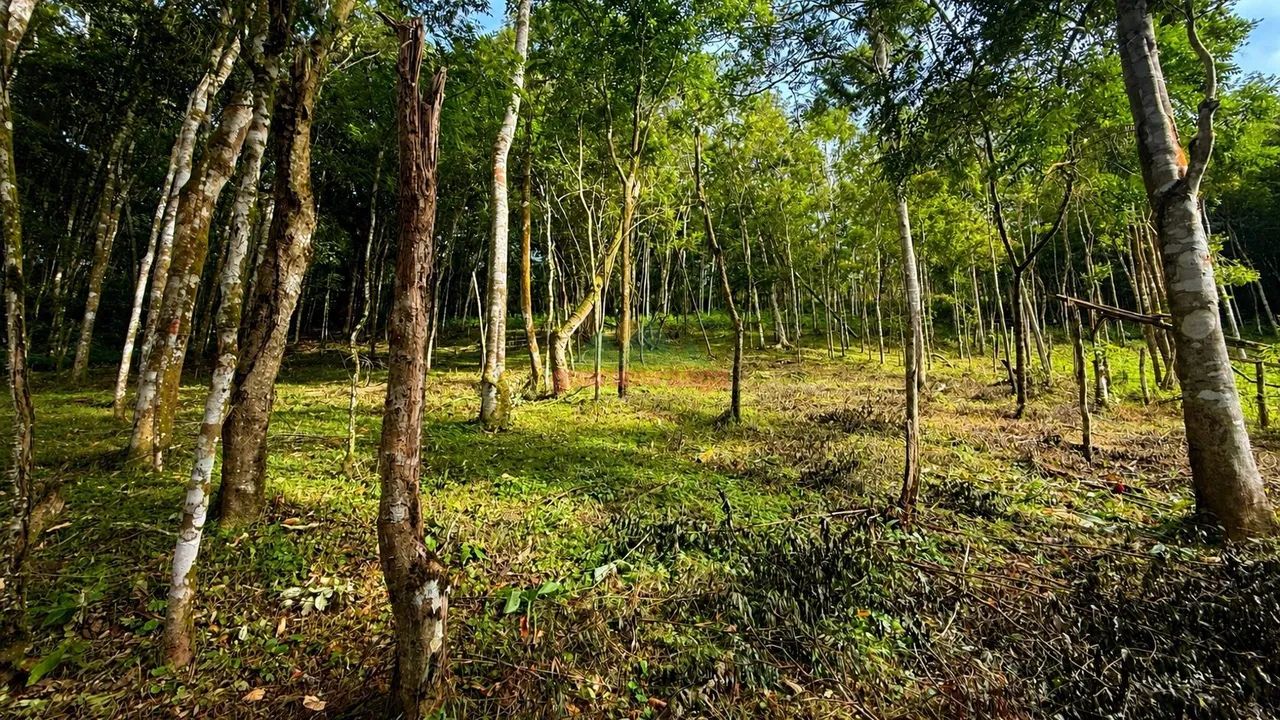 Gleba com 5.006,73 m², com documentação em Guaramiranga/CE.