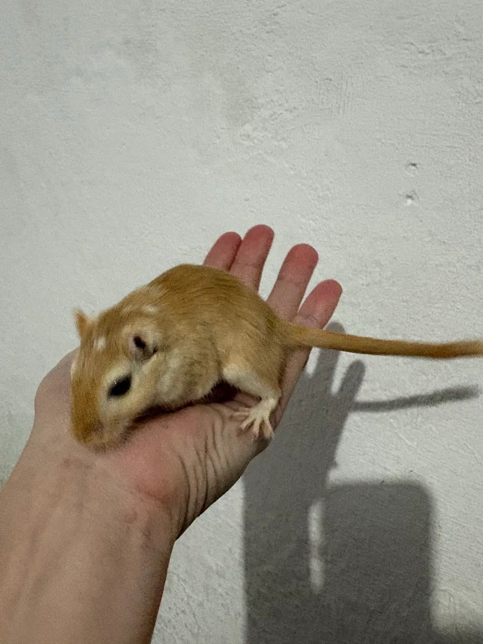 Dupla de Gerbil  - Foto 3