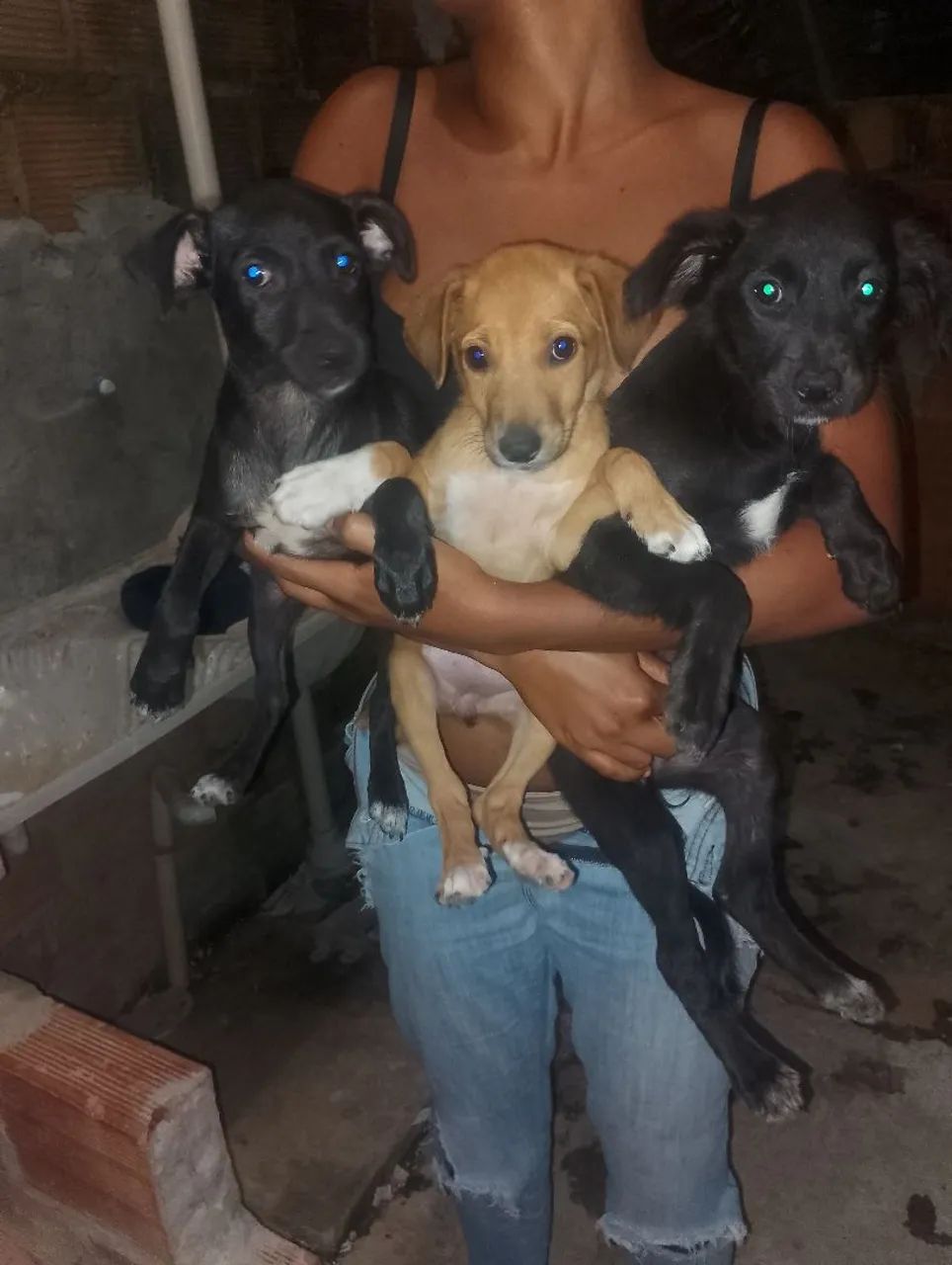 Doação de cachorro srd - Foto 3