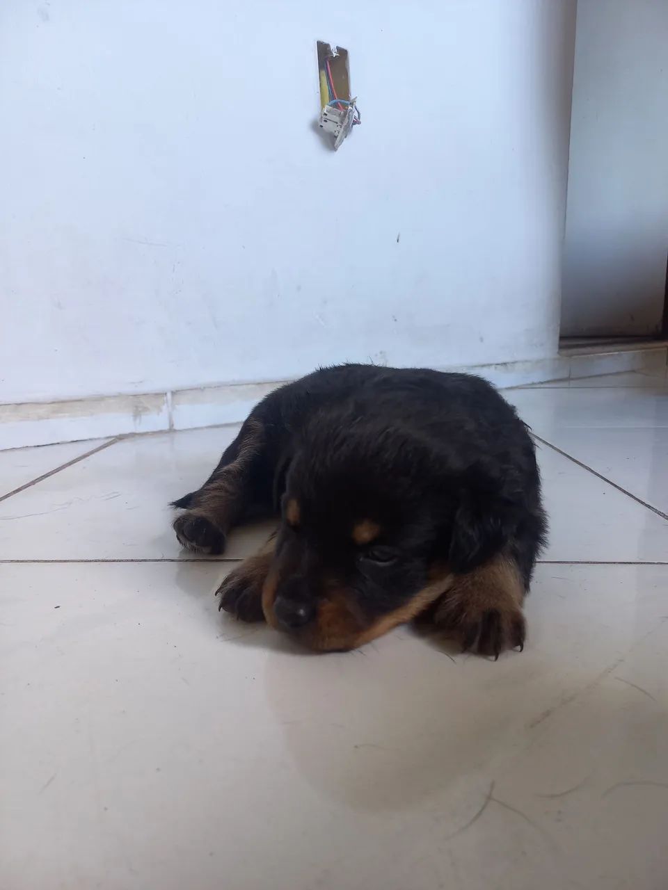 Filhote de rotweiler  - Foto 4