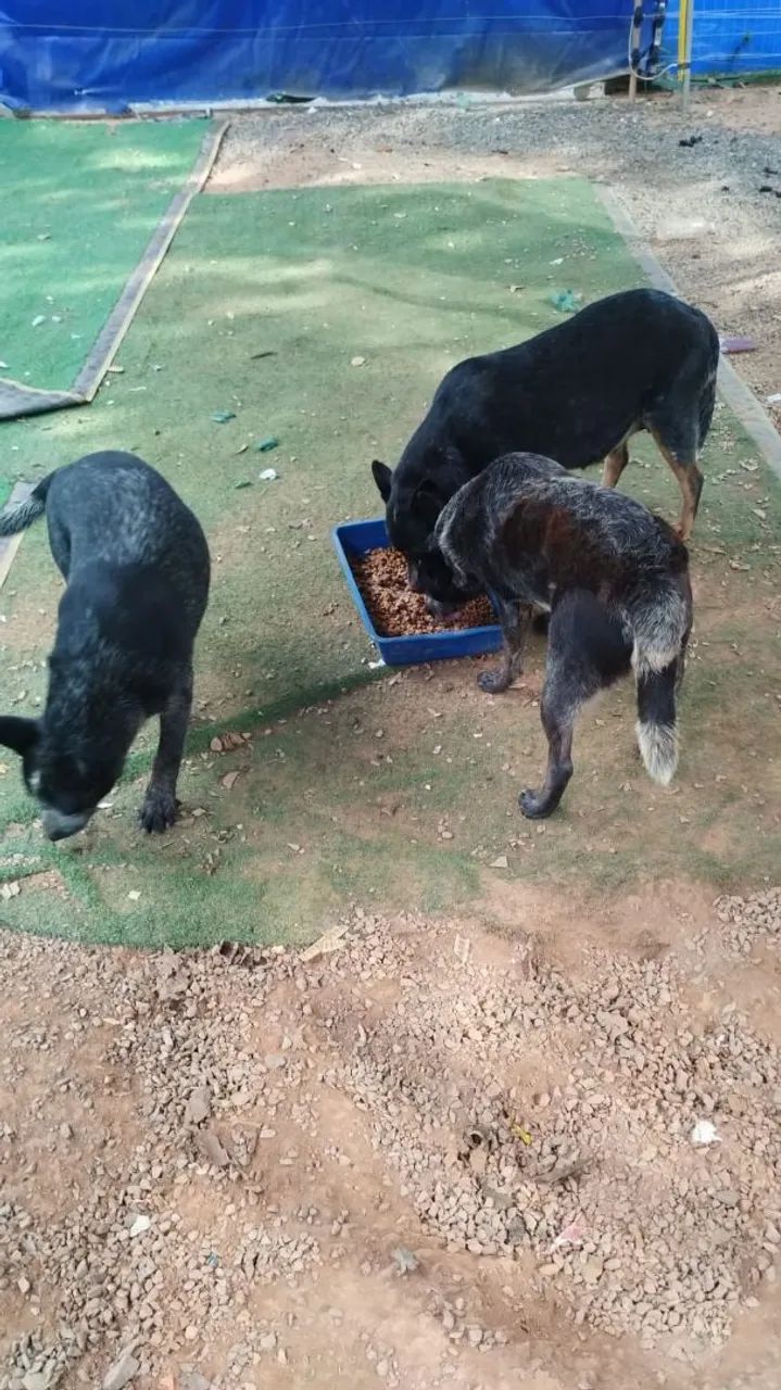 BLUE heeler  - Foto 2