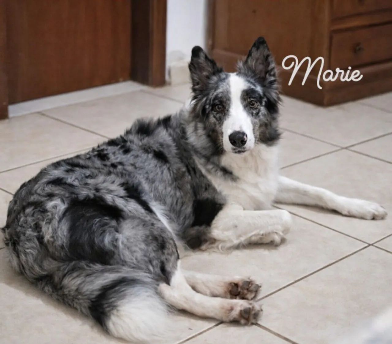 Border Collie filhotes - Foto 3