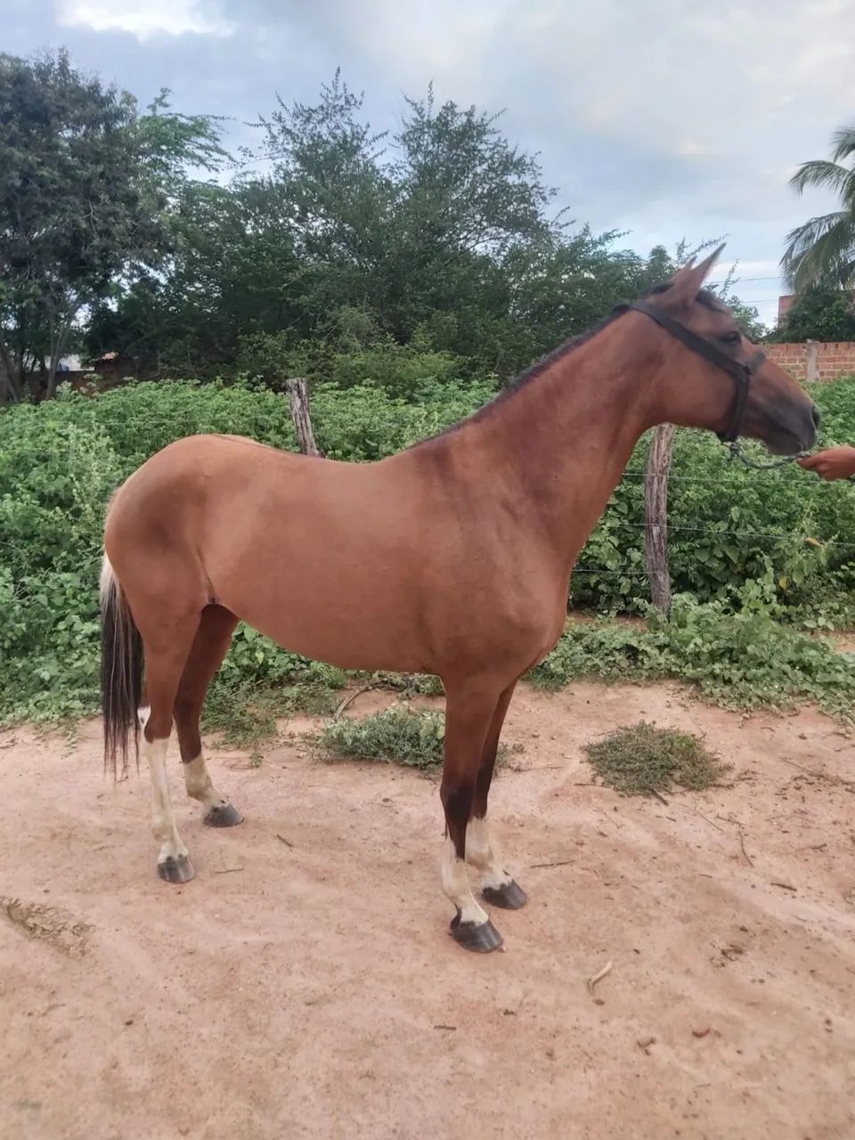 Linda poltra - Foto 4