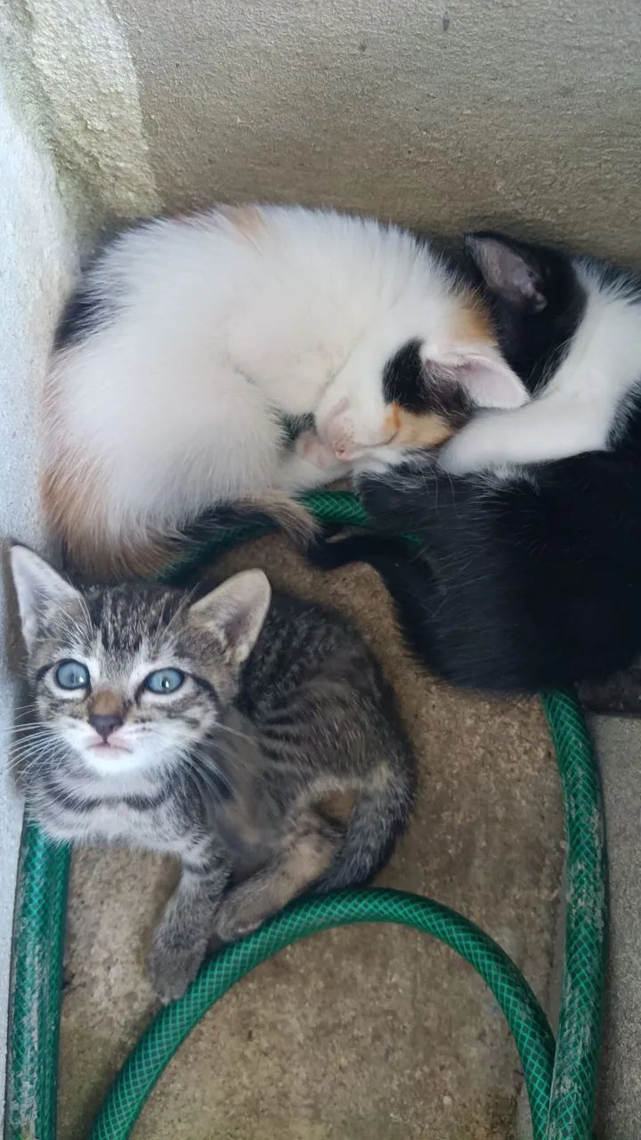 Doação de gatos