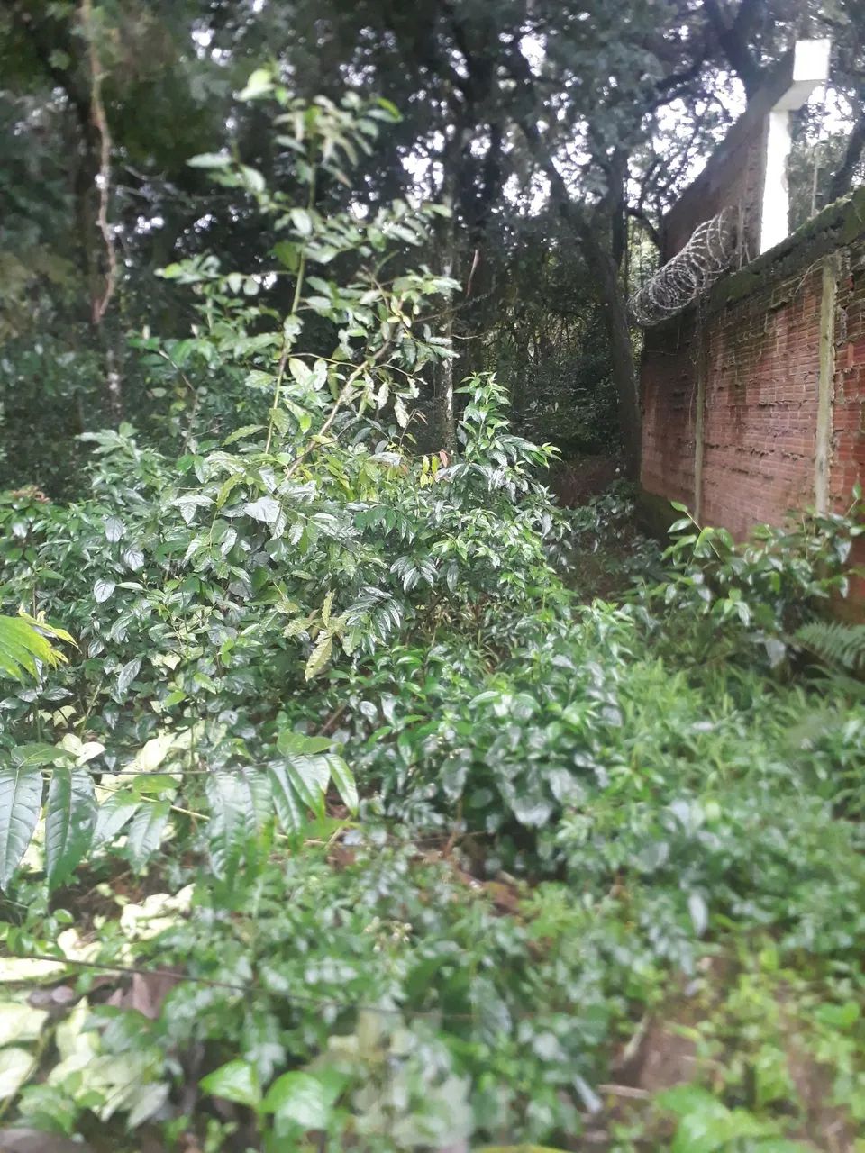 Casa / Imóvel / Sítio  - Foto 3