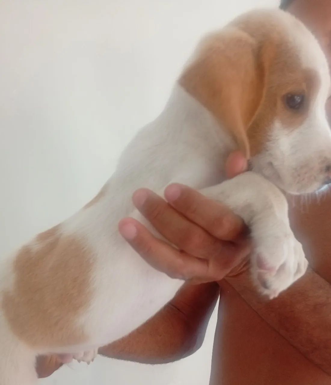 Cachorro beagle com americano 