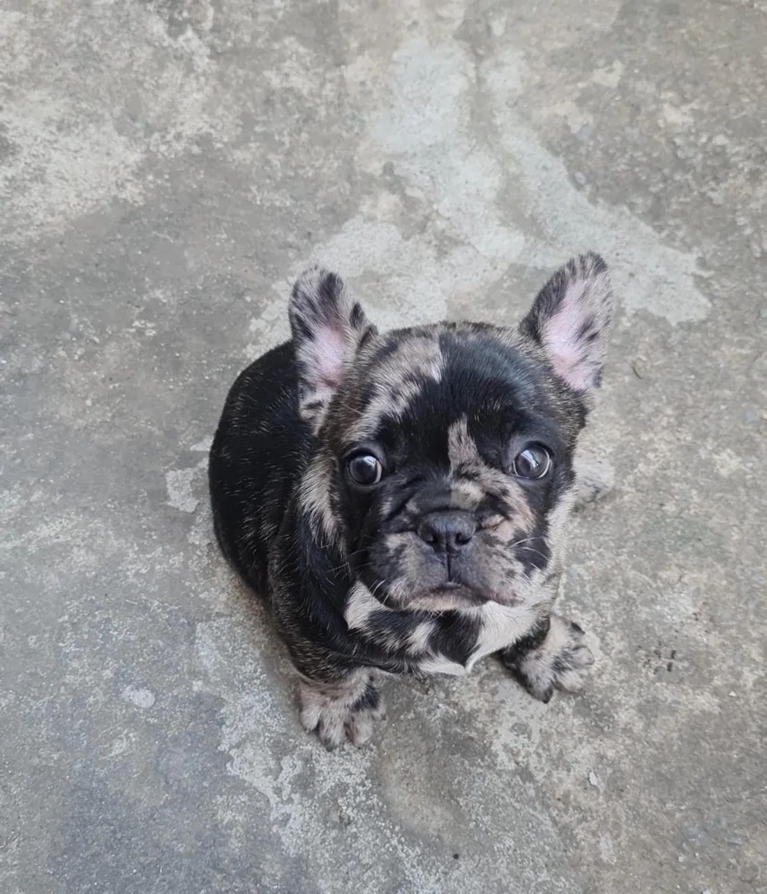 Buldogue francês macho 
