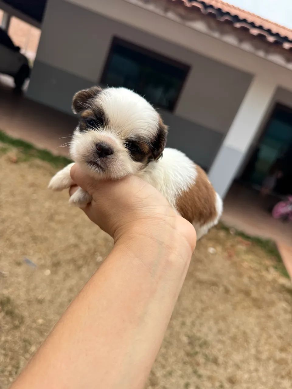 Macho Shih tzu  - Foto 2