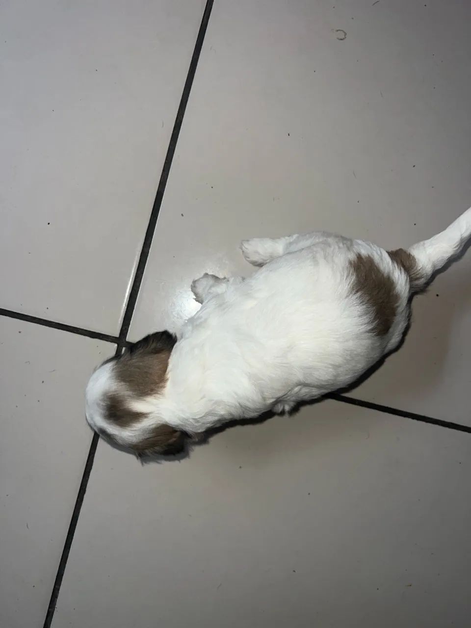 Shih tzu - Foto 3