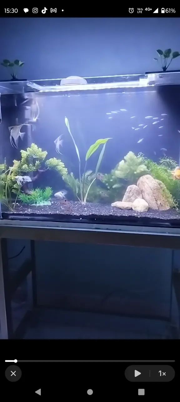 Aquário 100L e bancada de metalon