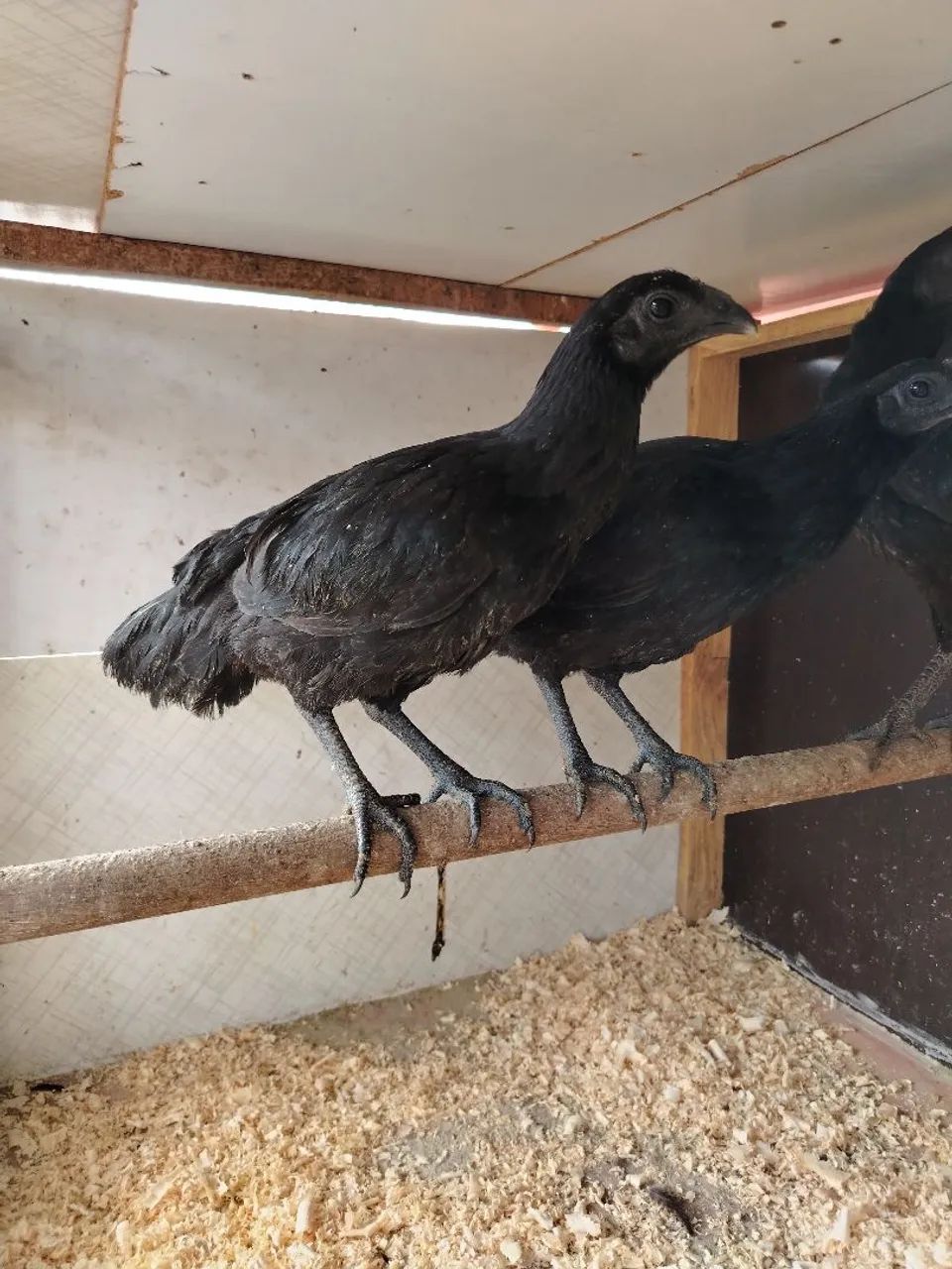 Ayan Cemani  - Foto 3