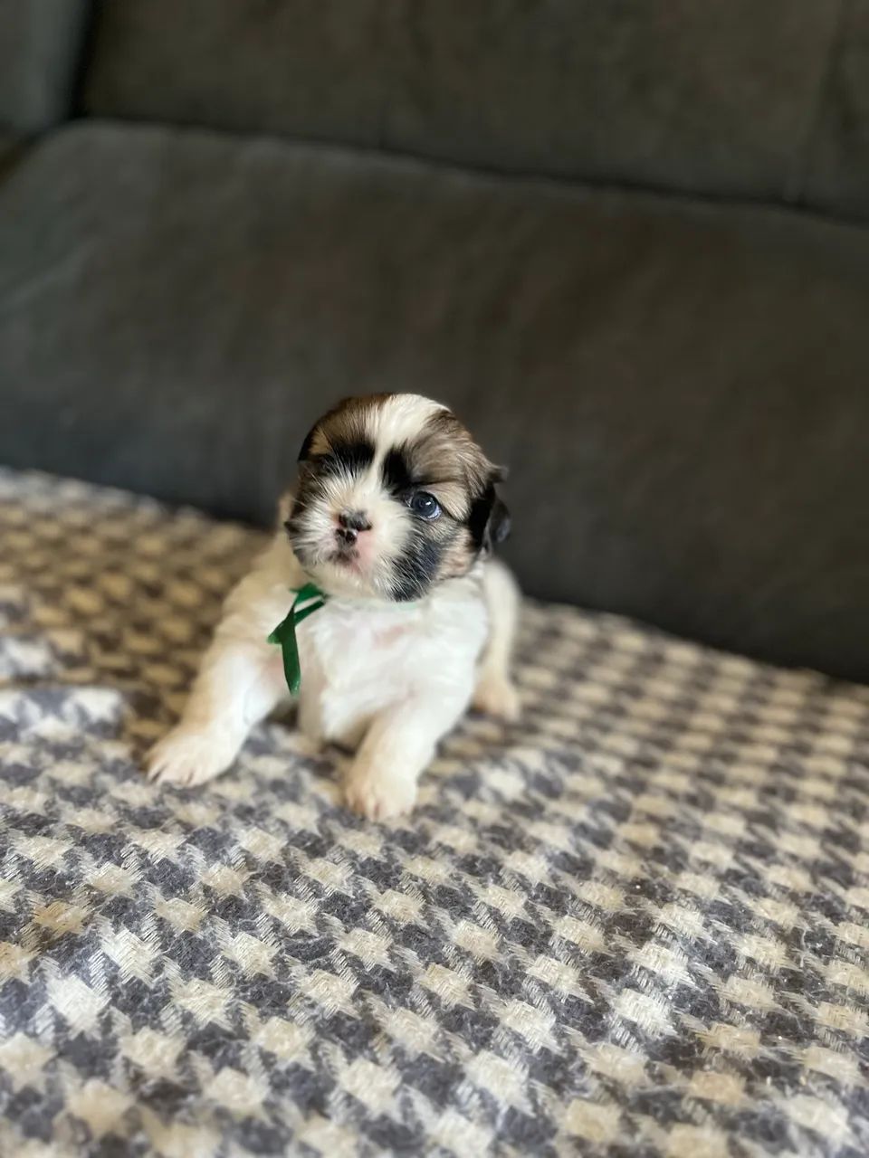 Shihtzu macho puro - Foto 3