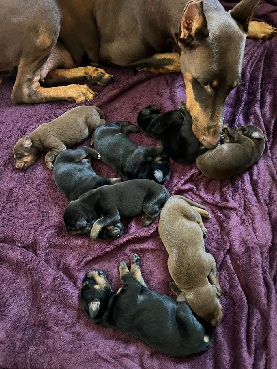 Doberman - Pedigree CBKC - Foto 5