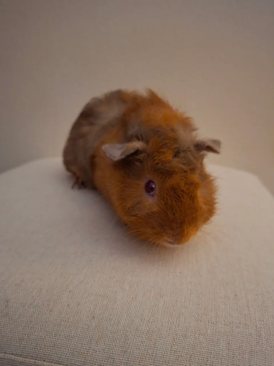 Porquinho da Índia  - Foto 2