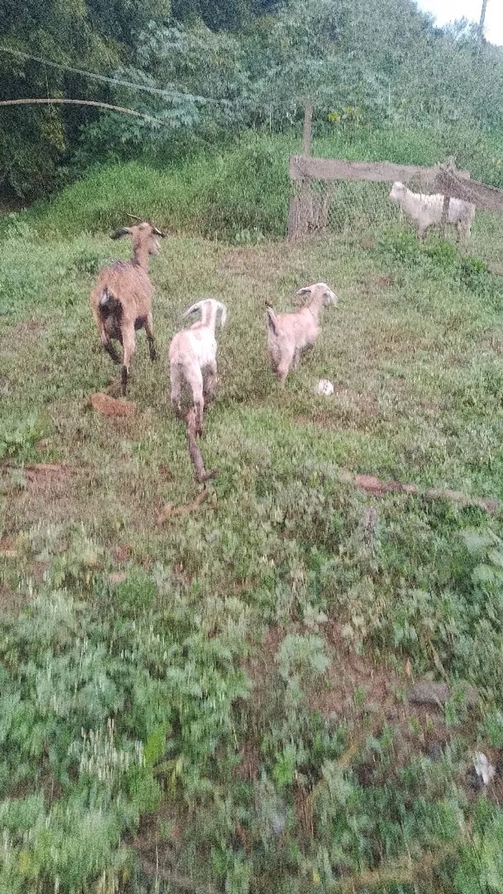 Cabra parida - Foto 2