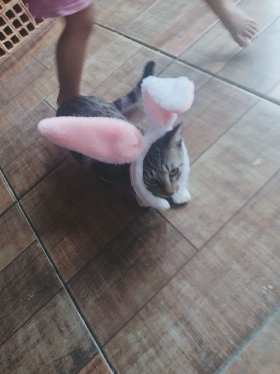 Doa-se gatinho macho - Foto 2