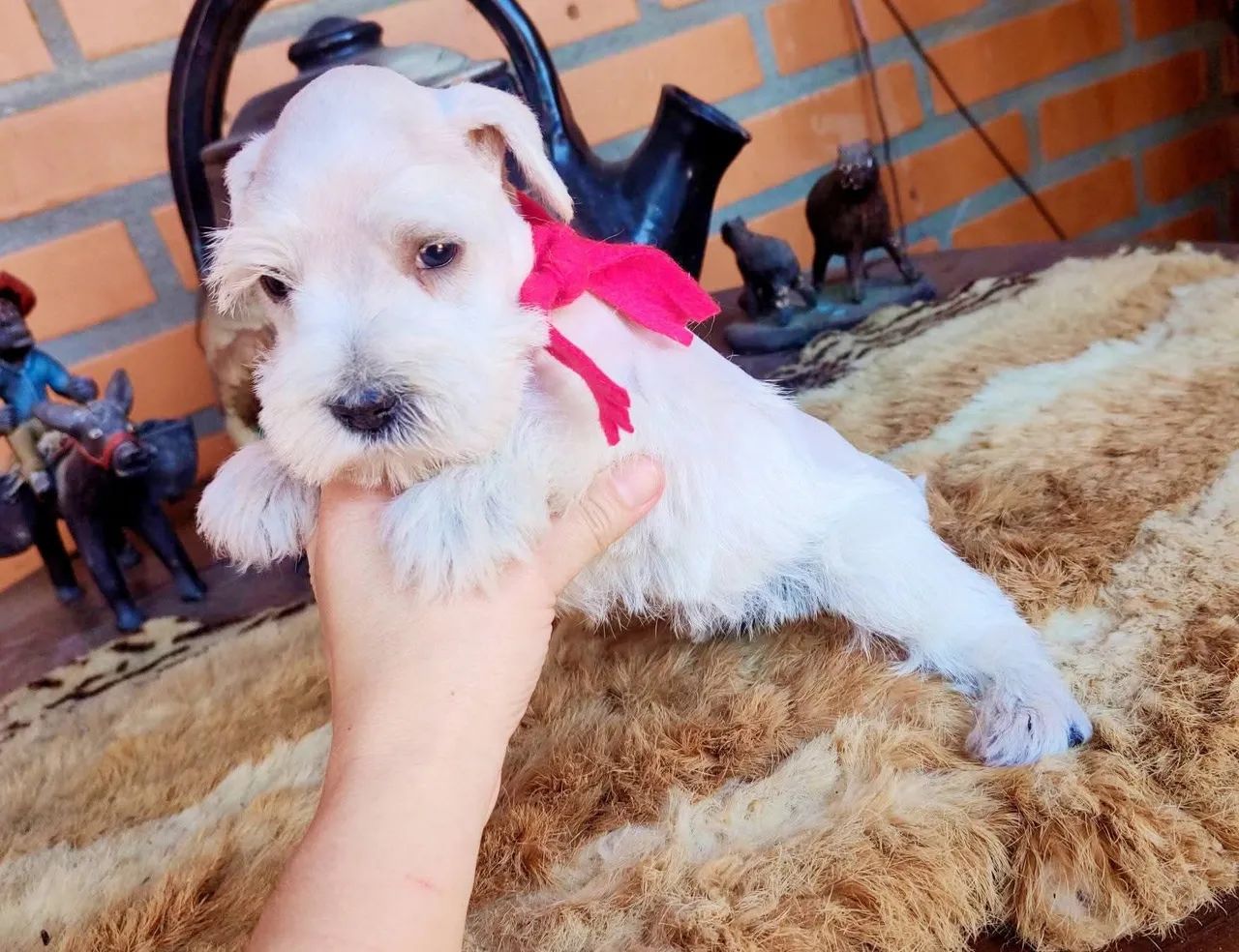 Schnauzer brancos macho 