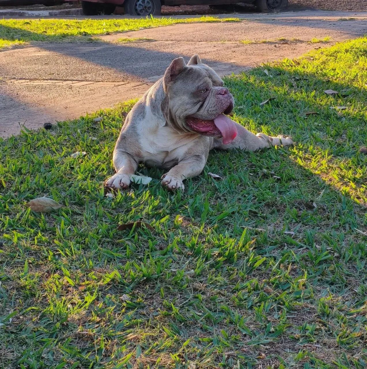 American Bully