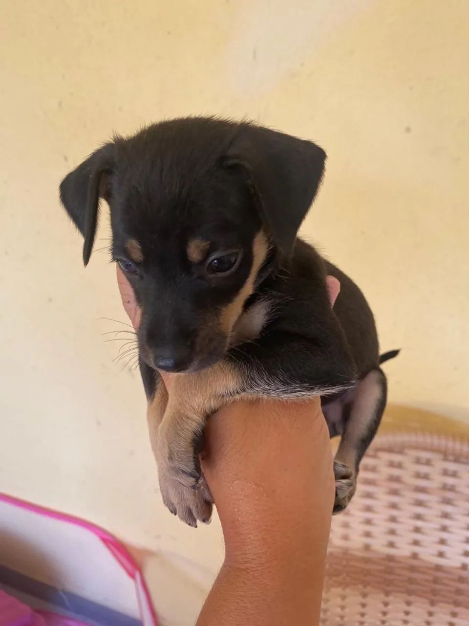 Pinscher 1  - Foto 4