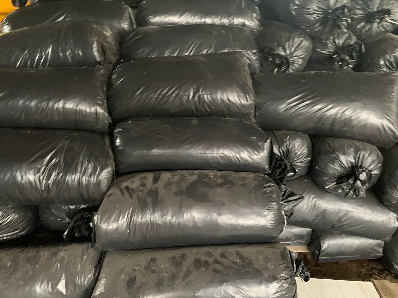 Silagem de milho ensacado - Foto 2