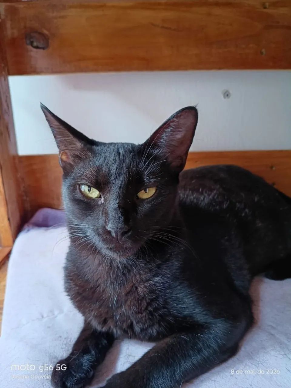 Gata Castrada para doação  - Foto 2