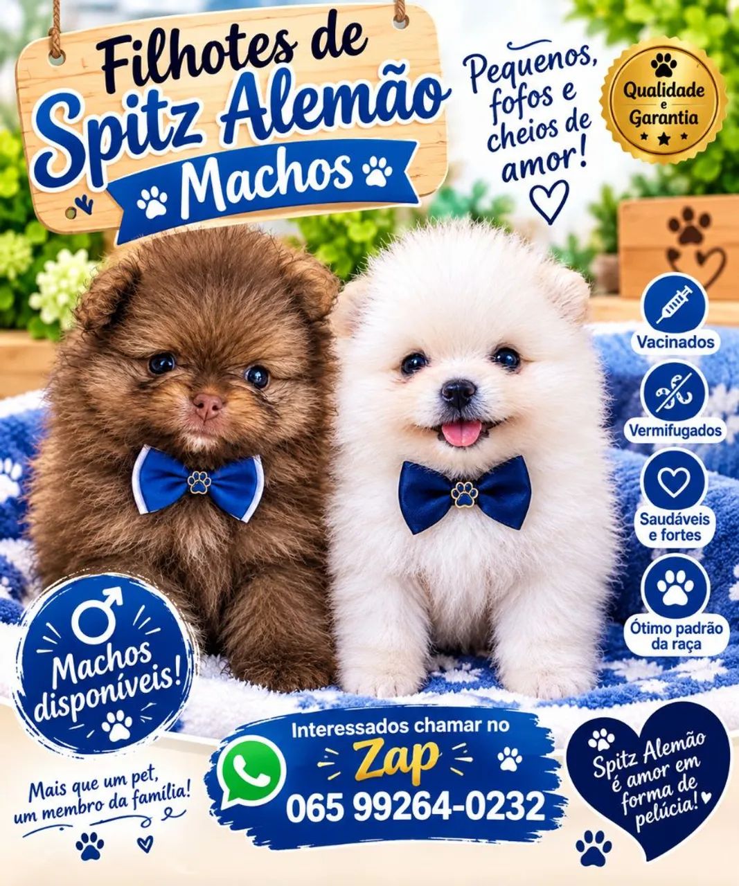 Spitz alemão machos