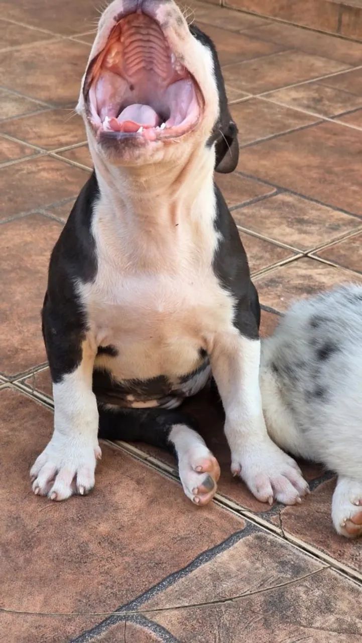 Pitbul  tóp  - Foto 5