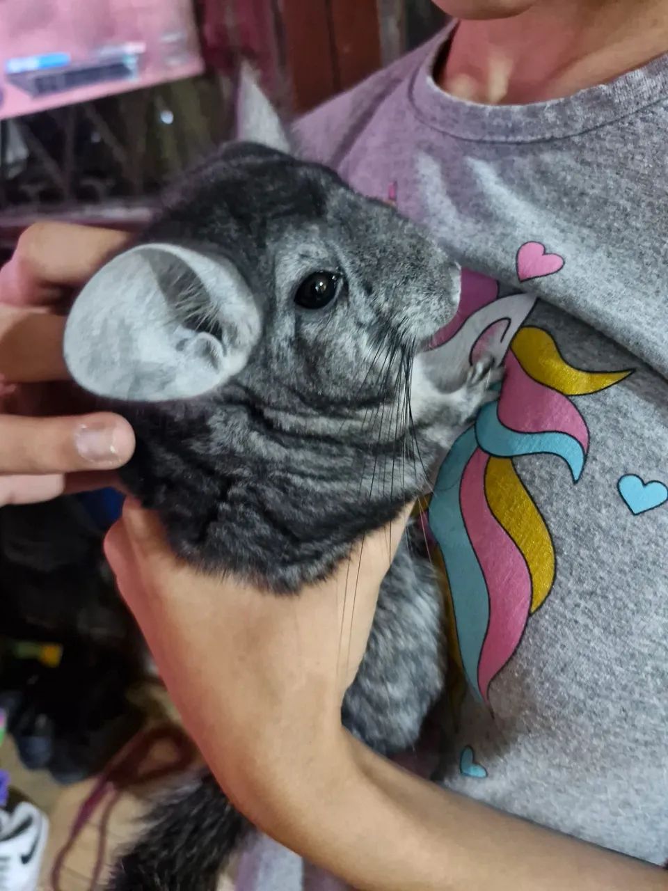 Filhote de chinchila 