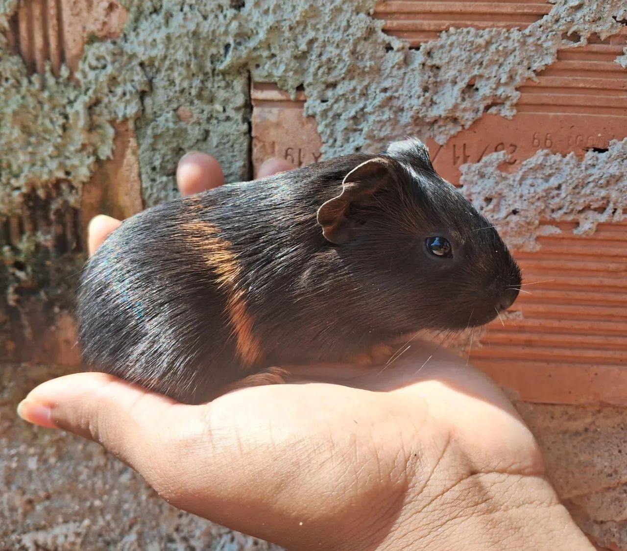 Porquinhos da índia filhotes  - Foto 2