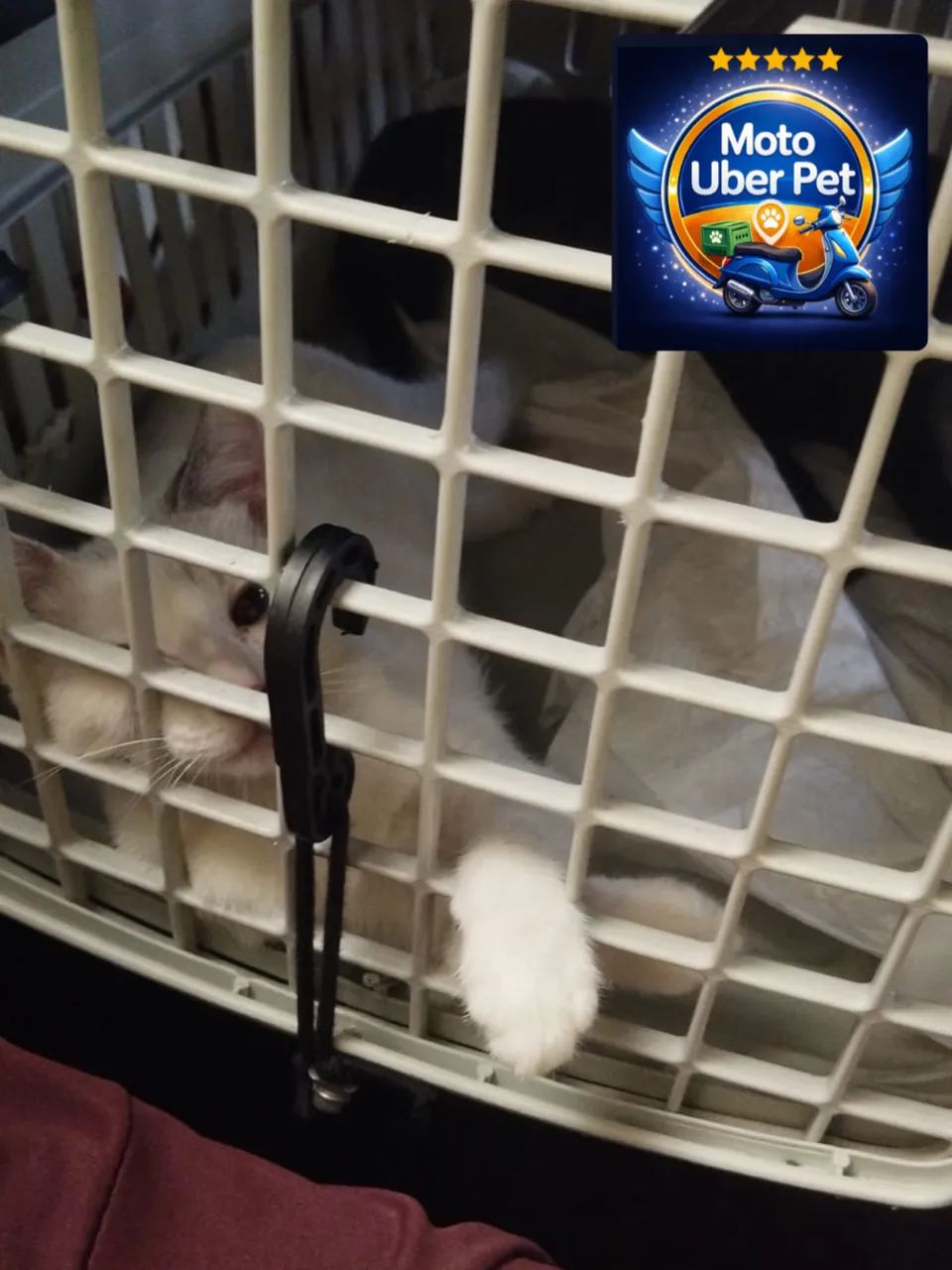 TRANSPORTE PET ? - Foto 4