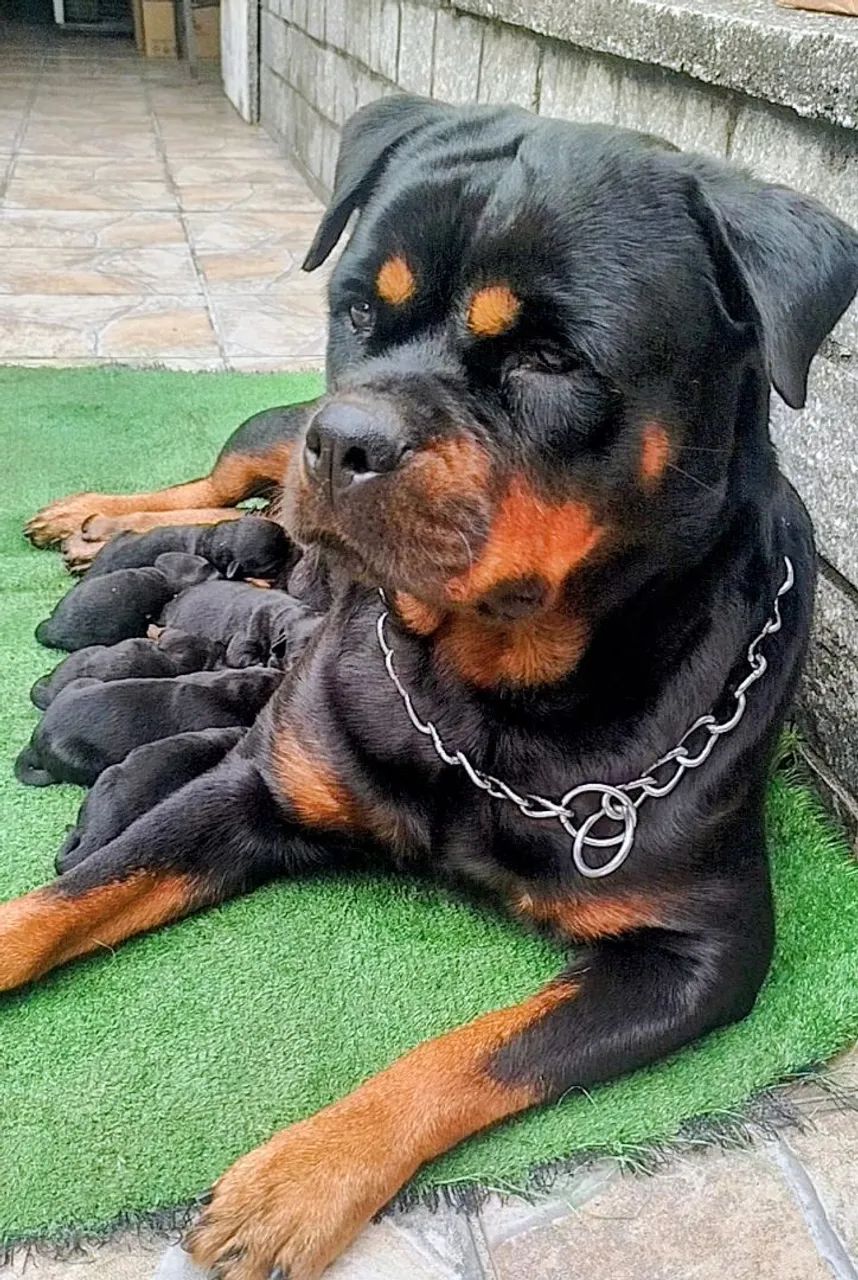Filhote Fêmea de Rottweiler  - Foto 3