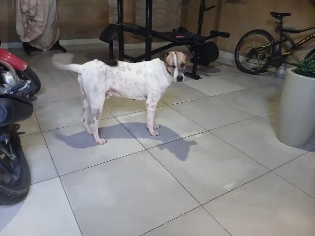 Cachorro pra Adoção  - Foto 2